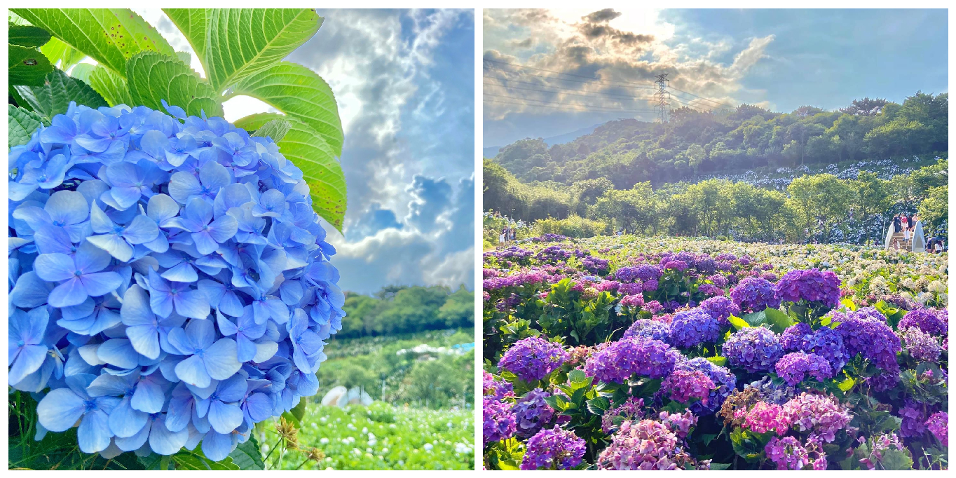 21全台花季總整理 北中南賞花景點一次看 每月賞花快報帶您收藏四季絕美花海 Calling訂房達人